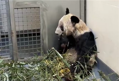 旅美貓熊回國兩年 胖了20公斤「判若兩熊...