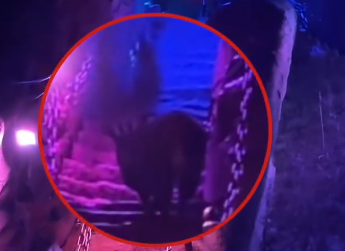 羊還是鹿？遊客夜爬華山偶遇「神獸」　保育專家：是「天馬」​