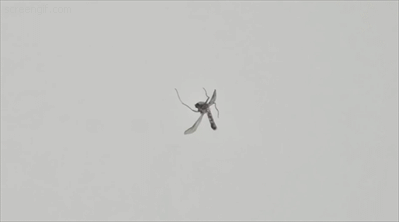 AI滅蚊黑科技號稱「每秒擊落30隻」　雷射光識別射程可達6公尺​