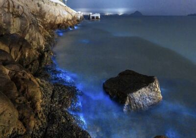 浙江花鳥島「夢幻藍眼淚」悄然上演　「追淚族」得掐準天時地利​