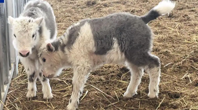 西藏首次實現批量克隆10頭氂牛​