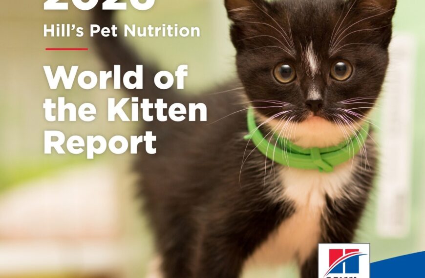 終身健康藍圖：Hill’s《World of the Kitten Report》助獸醫團隊及寵物主人掌握關鍵首年發展