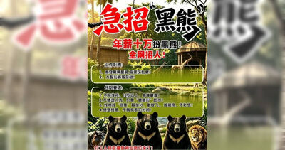 陸動物園徵人扮黑熊！每天6小時禁說人話　還得讓遊客「餵食」​
